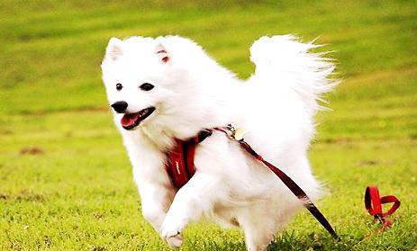 銀狐犬能長多大