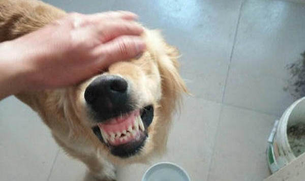 怎樣糾正狗狗撕咬尿墊