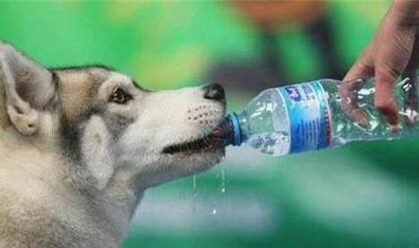 得犬瘟多久了安全期