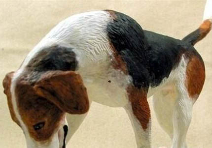 美國獵狐犬身體發抖是啥原因