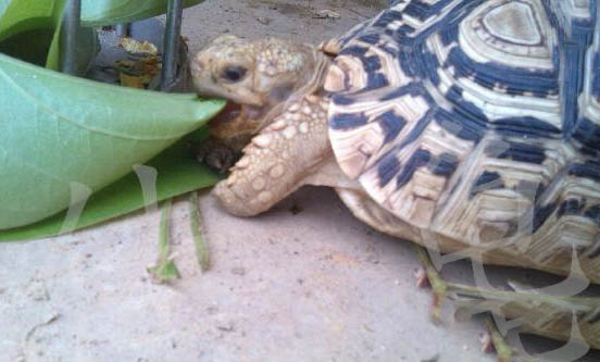 陸龜曬太陽曬多久?