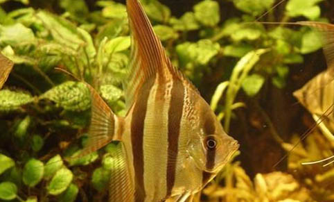 如何給觀賞魚從活餌轉換為飼料