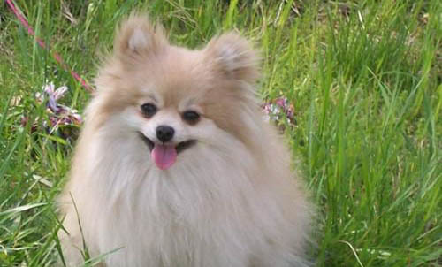 純種博美犬的特征有哪些