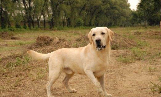 養美國短毛貓有哪些注意事項