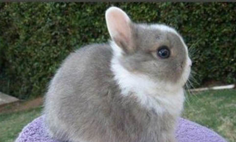 寵物兔大概能活多久