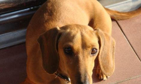 臘腸犬的性格外貌特征