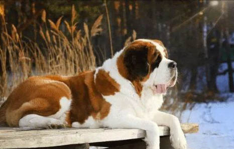 圣伯納犬不愛吃東西的原因及處理方法