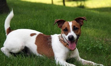 杰克羅素梗的性格外貌特征