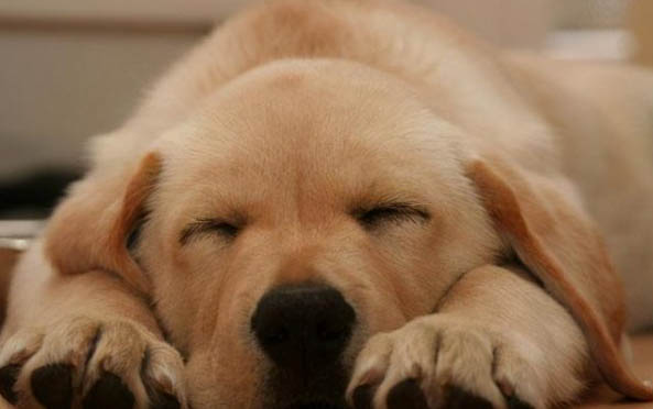 高加索幼犬怎么挑選