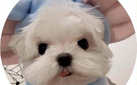 狗吃了洋蔥多久就沒事