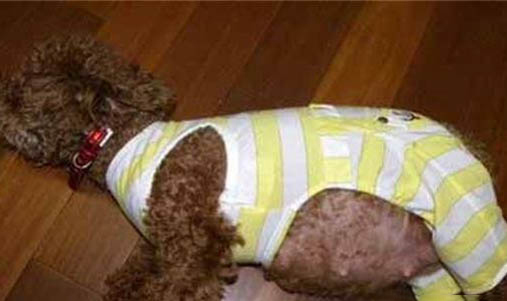 母犬產后多久驅蟲比較好