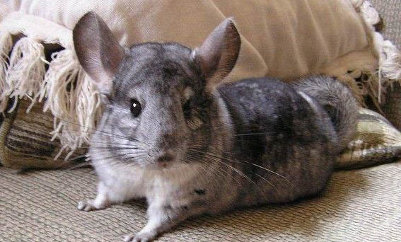 龍貓主糧哪個牌子好