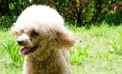 白泰迪犬和比熊的區別