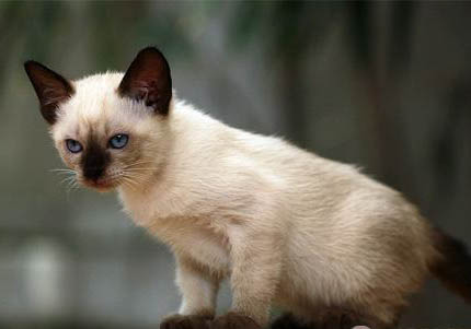 伯曼貓的性格特點