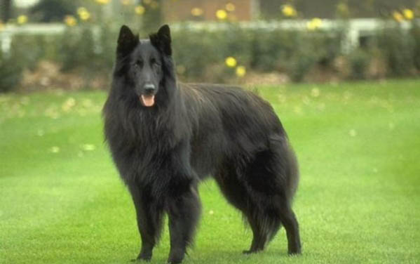 狼狗和藏獒哪個厲害