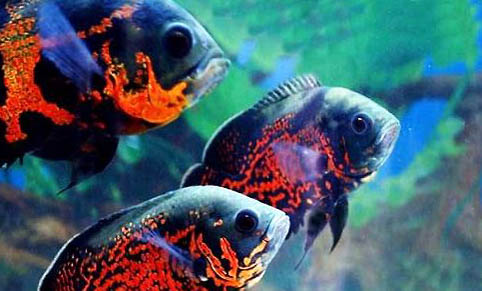 六角龍魚死亡是什么征兆？