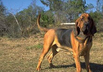 尋血獵犬分娩需要多長時間