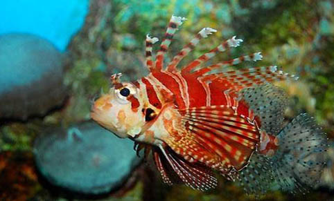 怎么判斷獅子貓純不純