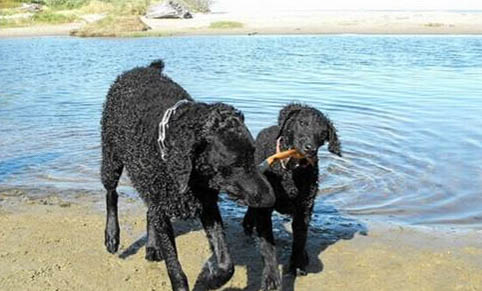 德文卷毛貓喂養注意事項