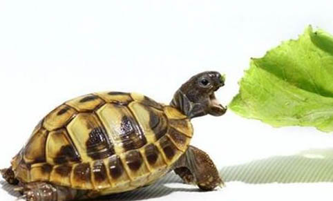 緬甸陸龜多久喂一次?