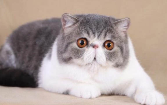 為什么貓咪出生會睜眼
