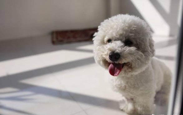 狗狗感冒不吃藥能好嗎？