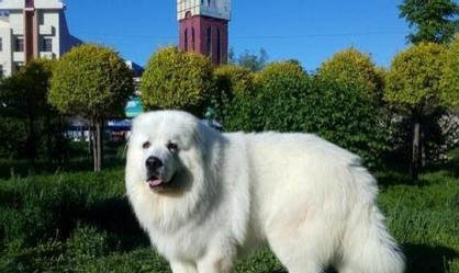 大白熊狗和薩摩耶區別