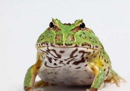 怎么判斷角蛙是否水腫