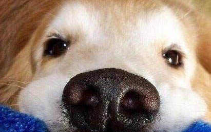 狗狗幾個月換毛期