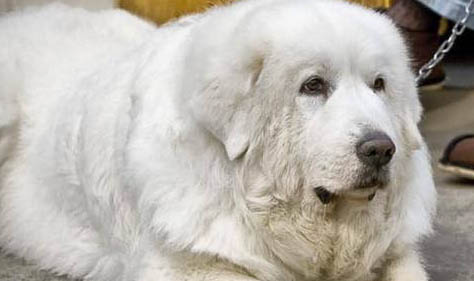 大白熊犬的壽命一般是多久