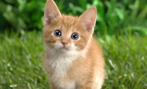 冬季貓掉毛嚴重的原因及處理方法