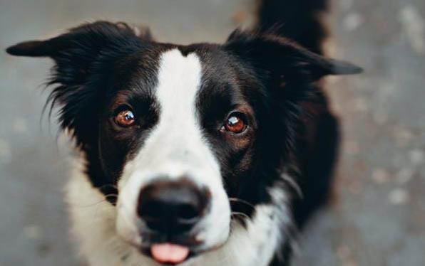 哪里有賣邊境牧羊犬 怎么買牧羊犬