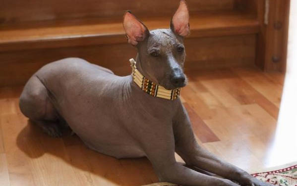 狗狗吃了羊骨頭死了