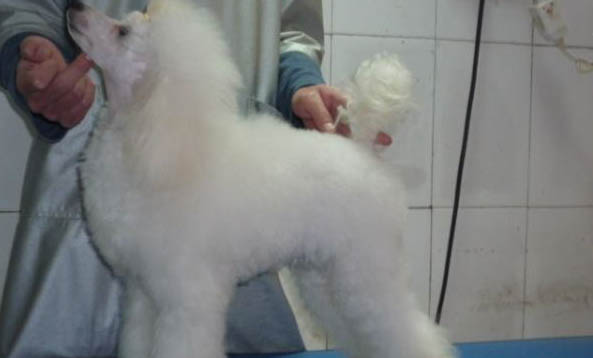 貴賓犬和雪納瑞哪個(gè)好養(yǎng)