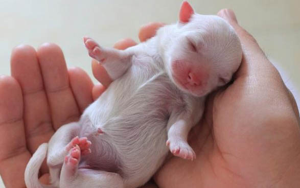 小狗狂犬病的潛伏期有多久