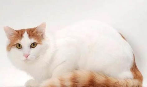 土耳其梵貓嘔吐的原因及處理方法