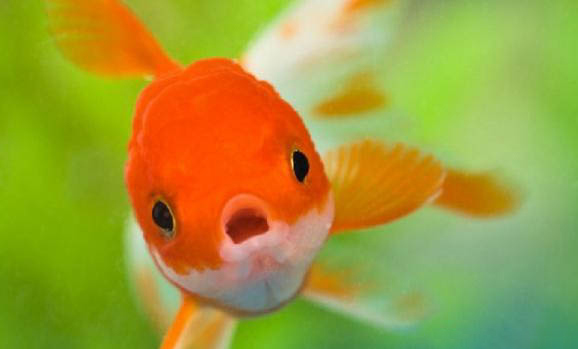 孔雀魚沉底不動原因