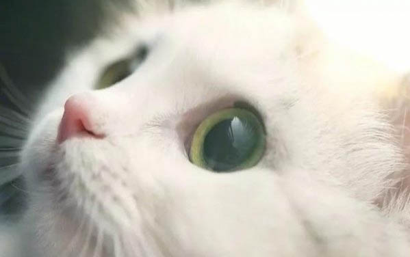 貓咪多大需要吃貓草