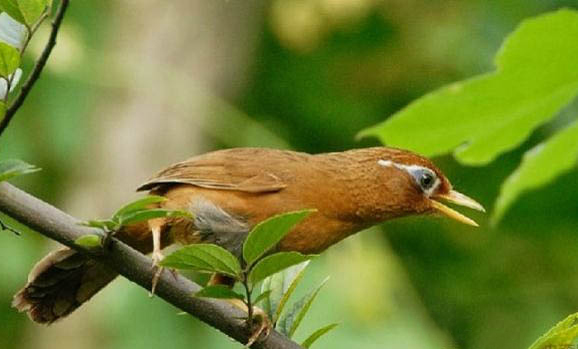 畫眉鳥飼養