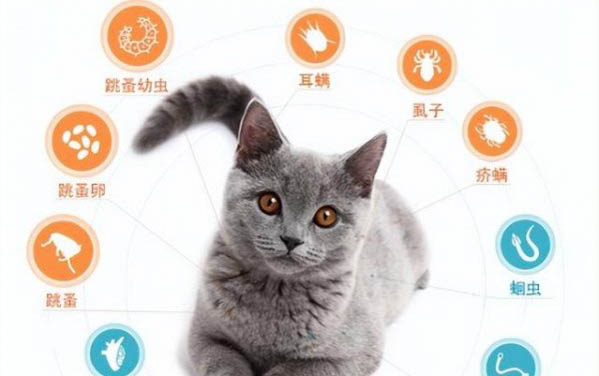 貓咪睡覺尿床什么原因