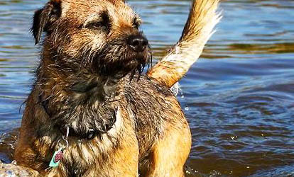 邊境牧羊犬隕石智商