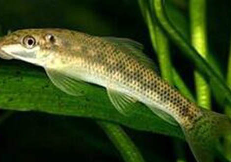 白點病魚