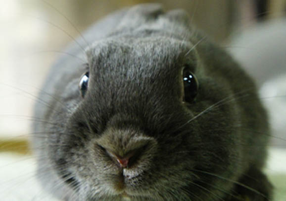 銀狐犬和博美的區別