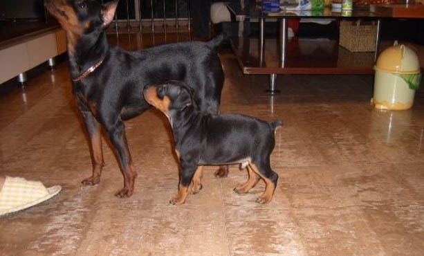德國杜賓犬坐著睡覺的原因