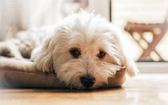 狗狗的耳朵種類(lèi)有哪些？