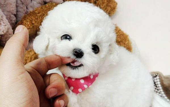 吃什么能讓狗狗毛色好看？