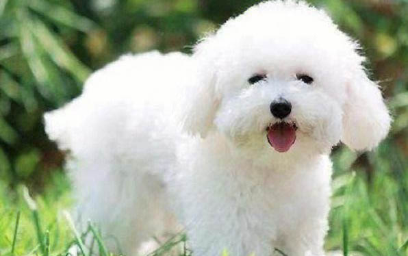 比熊犬狗糧哪個牌子好