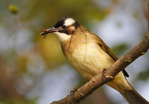 白頭鵯壽命多少年