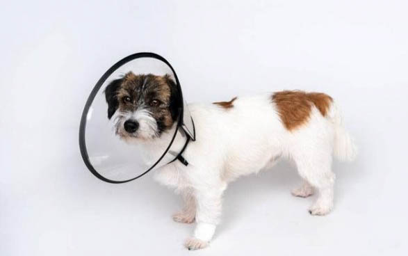 狗狗腰椎病的治療方法