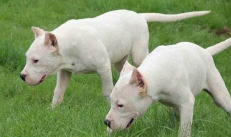 杜高和比特犬哪個厲害